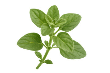 Fototapeta premium Verdant oregano sprig displaying fresh, bright green leaves against transparent backdrop, ideal for culinary imagery