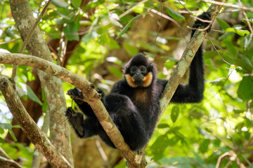 Southern Yellow-cheeked Crested Gibbon - Nomascus gabriellae, beautiful brown gibbon monkey from canopy of tropical forests in Southeast Asia, Vietnam.