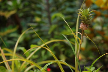 A young pineapple plant growing in a tropical garden. The small pale yellow pineapple fruit is...