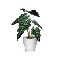 Alocasia amazonica (AlocasiaPolly). Tropical exotic plant in a ceramic flower pot isolated on a white background close-up. Vector realistic image for room design project, plant shop advertising banner