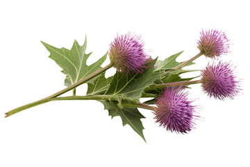 Purple burdock blooms with green leaves cut out on transparent background.