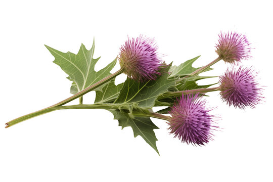 Purple burdock blooms with green leaves cut out on transparent background.