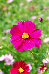 Obraz premium Stephania erecta Craib in a pot with natural light. Natural background and wallpaper. Soft focus, Select focus.