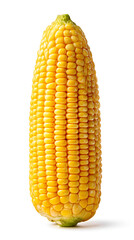 Obraz premium a close-up studio shot of a single ear of corn, fresh and ripe for harvest. The corn showcases its vibrant yellow kernels