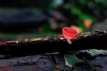 Close up of red Mushroom champagne on a decayed wooden tree in the rainforest of Thailand