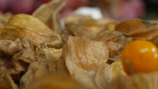 Close-up of ripe physalis with husks