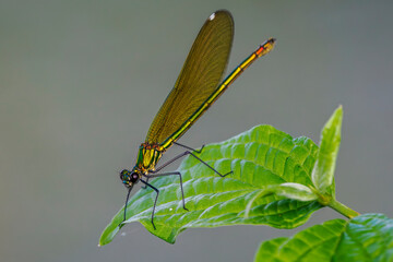 close-up portrait of a dragonfly perched on a blade of grass