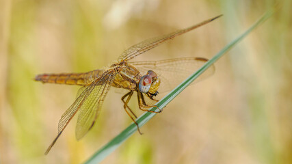 close-up portrait of a dragonfly perched on a blade of grass