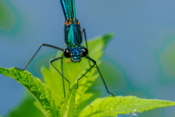 close-up portrait of a dragonfly perched on a blade of grass