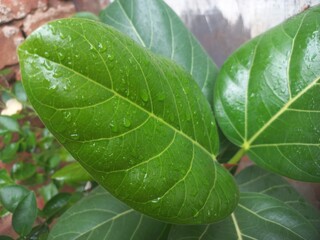 There are drops of rain water on the banyan leaf.Beautiful Banyan leaf with water drops stock photo,Rainy Water Drop on Banyan  green leaf
