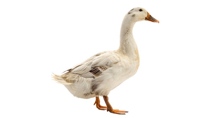  duck goose animal png domestic  wild goose  white   waterfowl  farm bird  honking bird isolated on transparent background  