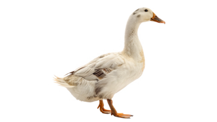 duck goose animal png domestic  wild goose  white   waterfowl  farm bird  honking bird isolated on transparent background  