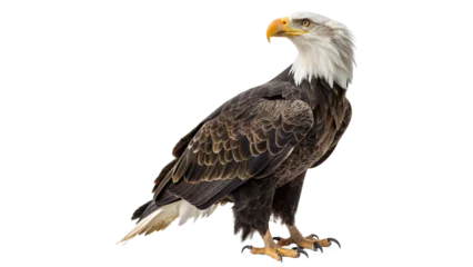Gardinen Adler eagle standing isolated on transparent background    © Hanna