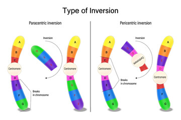 Inversion. Paracentric inversion and Pericentric inversion. Chromosomal mutations. Various genetic disorders. Alteration of chromosome structure.
