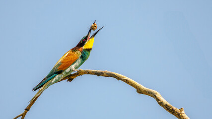 European bee-eater perched on a dead branch with an insect in its beak