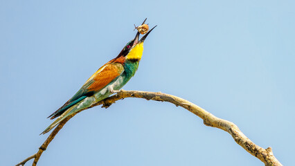European bee-eater perched on a dead branch with an insect in its beak