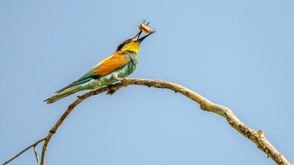 European bee-eater perched on a dead branch with an insect in its beak