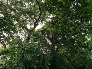 Lush Green Tree Canopy Against a Bright Sky