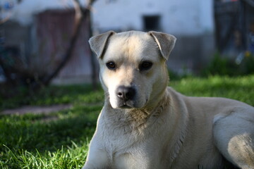 Close-up portrait of an alert mixed-breed dog laying on green grass in a backyard, looking directly...