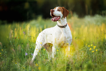 happy english pointer dog on a summer meadow
