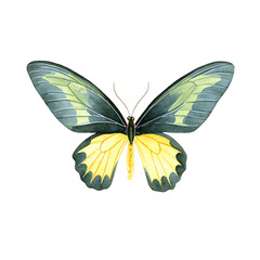 Obraz premium A captivating watercolor butterfly with pale yellow and dark teal wings, poised in graceful serenity against a black background.