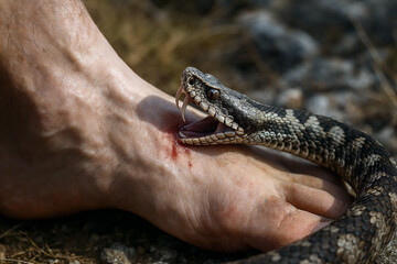 Concept Image of Venomous Viper Snake Bite on Human Foot. Close-Up of Dangerous Wildlife Encounter and Medical Emergency in Outdoor Survival Scenario