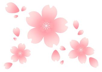 Spring cherry blossom illustration