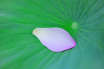 蓮の葉に落ちた一枚の花びら