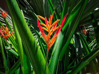 Exotic tropical flowers in the jungle garden with leaves background.