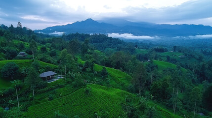 Obraz premium Lush green tea plantation rolling hills misty morning mountain landscape tranquil rural tropical scenic nature agriculture