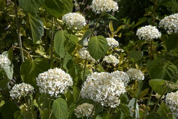 White hydrangea floer for background.