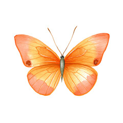 Fototapeta premium A vibrant orange butterfly, wings spread wide, against a stark black background. Delicate watercolor details showcase its beauty.