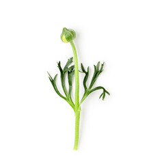 Yellow ranunculus flower bud with stem and leaves photography isolated on white background....