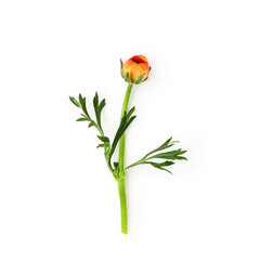 Orange ranunculus flower bud with stem and leaves photography isolated on white background....
