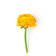 Yellow ranunculus flower head with stem photography isolated on white background. Clipping path....