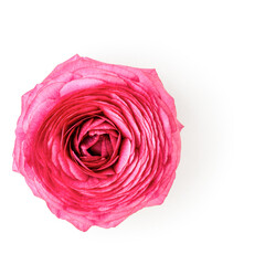 Pink ranunculus flower head photography isolated on white background. Clipping path. Original shadow