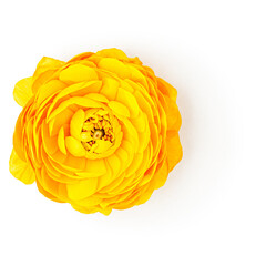 Yellow ranunculus flower head photography isolated on white background. Clipping path. Original...