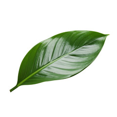 Isolated green leaf tropical plant foliage nature botanical closeup art on transparent background