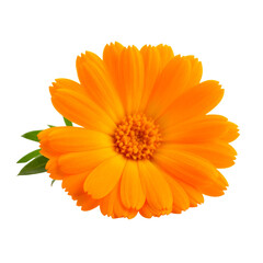 Beautiful calendula flower blossom bright orange petals close up isolated on transparent background