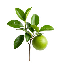 Fresh green lime fruit growing on tree branch with leaves isolated shot on transparent background