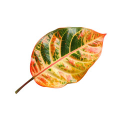 Isolated colorful croton leaf tropical plant close up macro photography on transparent background