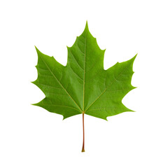 Isolated green maple leaf image for graphic design and backgrounds use on transparent background