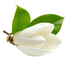 Isolated white magnolia flower blossom with green leaves close up view on transparent background