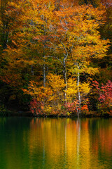 鎌池　秋　紅葉