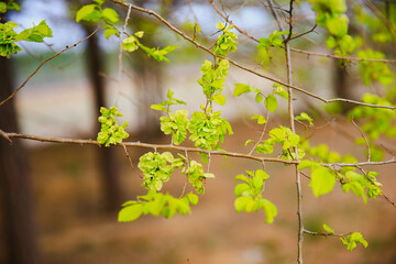A branch of the elm tree. Dutch elm. Golden elm, in spring