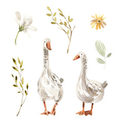 Watercolor set wich geese and flowers. Farm animals.