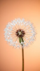 Close-up of a dandelion seed head centered on a soft beige background. White seeds radiate from the brown core. A hand holds the stem, with soft light adding a calm, airy feel.

