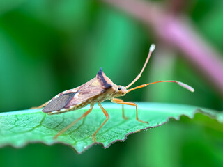 Close up of bug in foliage, box bug (Gonocerus acuteangulatus)