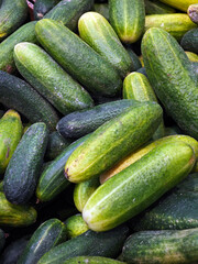 Fresh cucumbers stacked in a vibrant market showcasing variety and quality during a sunny afternoon