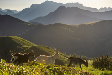Ibex at peace on alpine ledge in Italian Dolomites mountains